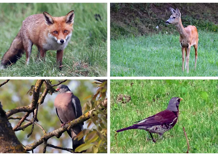 Bed & Breakfast Dworek Natury